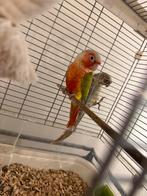 Te koop koppel pyrrhura, Dieren en Toebehoren, Vogels | Parkieten en Papegaaien, Meerdere dieren, Parkiet, Tam