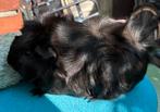 Zwart borstel cavia beertje, Mannelijk, Cavia, Voor 1 juli 2024
