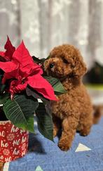 Toy poodle, Dieren en Toebehoren, Honden | Chihuahua's en Gezelschapshonden, Poedel, Reu, 8 tot 15 weken, Eén hond