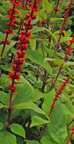 Rode salie (Salvia confertiflora), Ophalen, Zomer, Overige soorten, Volle zon