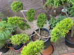Juniperus vormsnoei, Ophalen, Zomer, Volle zon