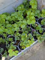 Aardbei plantjes, Ophalen of Verzenden, Tweejarig, Fruitplanten, Volle zon