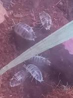 isopod species Porcellio laevis diary cow