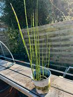 Japanse Holpijp, vijverplant, waterplant, Volle zon, Vaste plant, Ophalen of Verzenden, Zomer