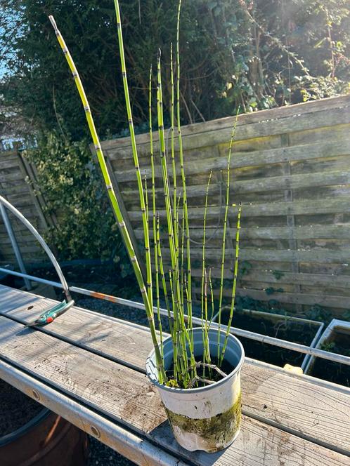 Japanse Holpijp, vijverplant, waterplant, Tuin en Terras, Planten | Tuinplanten, Vaste plant, Vijverplanten, Volle zon, Zomer