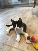 Lieve kittens, Dieren en Toebehoren, Katten en Kittens | Overige Katten, Meerdere dieren, Kortharig, 0 tot 2 jaar