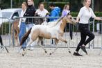 Twee jonge NMPRS merries, valk bont en zwart roan, Dieren en Toebehoren, Merrie, A pony (tot 1.17m), Met stamboom, 0 tot 2 jaar