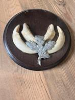 "HENDRICKX " Tanden Wild Zwijn op Houten Schildje., Verzamelen, Dierenverzamelingen, Ophalen, Gebruikt, Wild dier, Overige typen