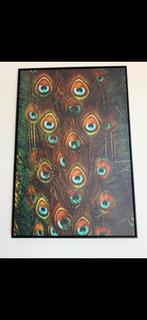 Pauwveren Doek in Lijst, Ophalen, Overige typen, Zo goed als nieuw, 75 tot 100 cm