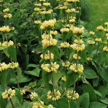 zaden etageplant brandkruid phlomis russeliana (vaste plant) beschikbaar voor biedingen