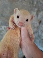 Moertje wit zilver grijs 1 jaar vrouw moer fretten tam fret, Dieren en Toebehoren, Fret, Juni, Vrouwelijk, Tam