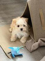 Maltipoo pups, Parvo, Particulier, 15 weken tot 1 jaar, Buitenland