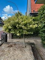 Mooi klein boompje te koop, Tuin en Terras, Planten | Bomen, Ophalen, Volle zon, Dakboom, 100 tot 250 cm