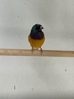 Te koop: Gouldamadine ZK/ PB man, Dieren en Toebehoren, Vogels | Overige Vogels, Mannelijk, Tropenvogel