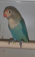 Te koop.........Agapornis fischerie, Dieren en Toebehoren, Vogels | Parkieten en Papegaaien, Geslacht onbekend, Dwergpapegaai of Agapornis