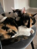 Gouden (t)huis gezocht, Dieren en Toebehoren, Katten en Kittens | Overige Katten, Meerdere dieren, Kortharig, 6 jaar of ouder