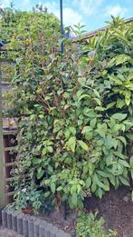 Rode Kornoelje (Cornus sanguinea) zelf uit te graven., Ophalen, Overige soorten, Struik, 100 tot 250 cm