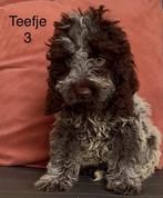 Cockapoo pups mogen het nest verlaten️, Overige rassen, CDV (hondenziekte), 8 tot 15 weken, Meerdere