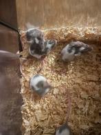 Baby muizen, Dieren en Toebehoren, Oktober, Geslacht onbekend, Muis