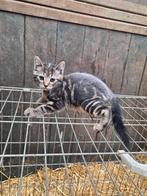 3 kittens, Meerdere dieren