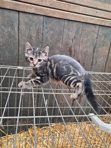 3 kittens beschikbaar voor biedingen