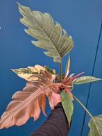 Philodendron Caramel Marble p12 (3)