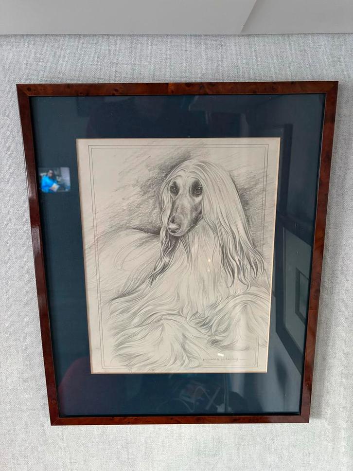 Pollyanna Pickering Windhond Tekening Gesigneerd, Antiek en Kunst, Kunst | Tekeningen en Foto's, Ophalen of Verzenden