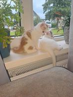 Lieve kitten kater Rood/wit, Dieren en Toebehoren, Kater, Kortharig, 0 tot 2 jaar