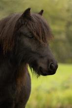 shetland pony zoekt goed thuis, Dieren en Toebehoren, Stalling en Weidegang, Stalling