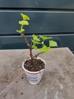 Rode bessen plant, Ophalen of Verzenden