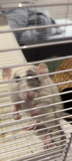Husky/ Husky-dumbo Ratjes, Dieren en Toebehoren, Knaagdieren, Rat, Juni, Mannelijk, Tam