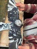 Doffer, Dieren en Toebehoren, Vogels | Duiven, Mannelijk, Kropper