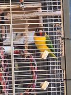 2 agapornis personata. 1 wildkleur 1 kobaltblauw, Dieren en Toebehoren, Vogels | Parkieten en Papegaaien, Geslacht onbekend, Dwergpapegaai of Agapornis