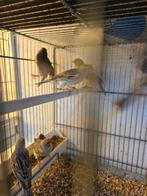 Agaat mozaiek kanaries, Dieren en Toebehoren, Vogels | Kanaries, Meerdere dieren, Kleurkanarie