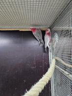 1-1 bewezen kweekkoppel rose kaketoe's split lutino, Meerdere dieren, Papegaai, Geringd