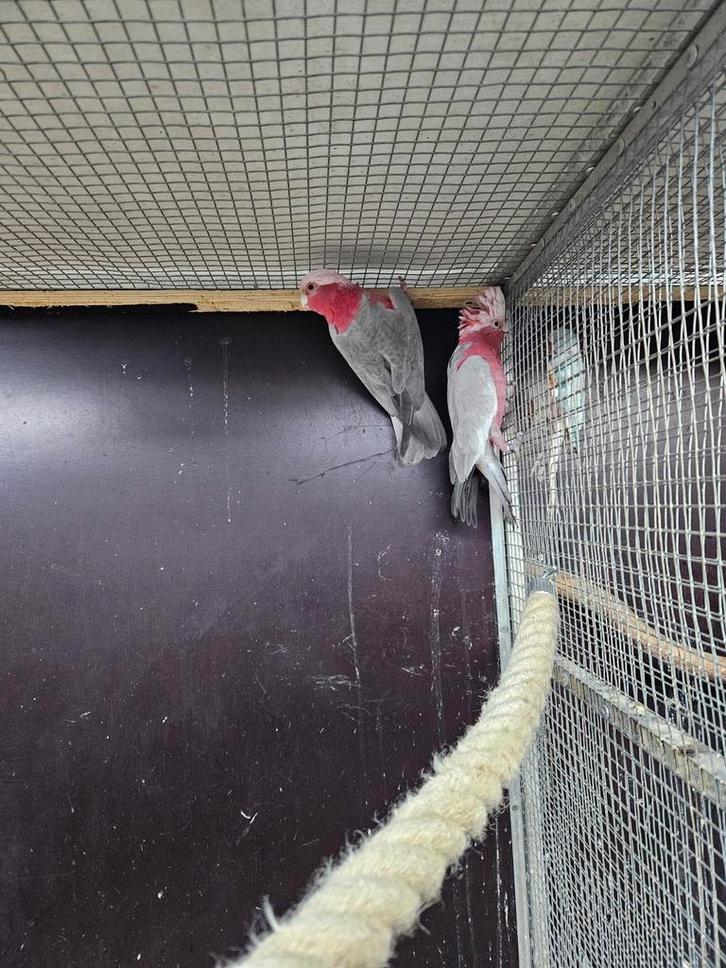 1-1 bewezen kweekkoppel rose kaketoe's split lutino, Dieren en Toebehoren, Vogels | Parkieten en Papegaaien, Papegaai, Meerdere dieren