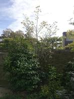 Goudenregen boom, Tuin en Terras, Planten | Bomen, Ophalen, Volle zon, Overige soorten