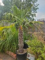 Winterharde palm van hele goede kwaliteit!, Volle zon, Ophalen of Verzenden, 100 tot 250 cm, Zomer