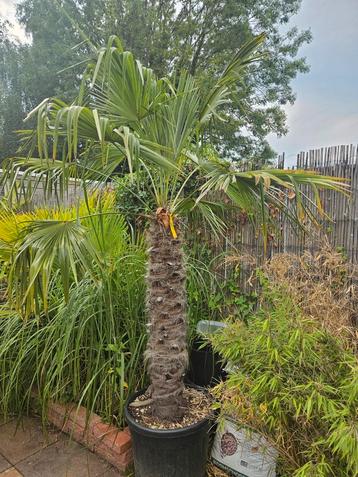 Winterharde palm van hele goede kwaliteit! beschikbaar voor biedingen