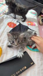Kitten maine coon europhese korthaar kruising, Dieren en Toebehoren, Katten en Kittens | Raskatten | Langhaar, Kater, Met stamboom