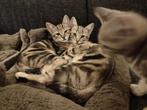 4 Kittens te koop, Dieren en Toebehoren, Meerdere dieren, Kortharig, 0 tot 2 jaar