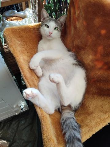 Een beter huisje voor mijn kat Boaz (Kater, 2 jaar) kat beschikbaar voor biedingen