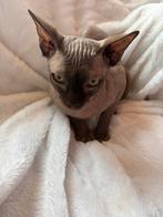 Hele lieve mannetje spynx, Kater