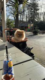 Dekreu pomeriaan, 1 tot 2 jaar, Parvo, Eén hond, Nederland