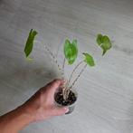 Alocasia Zebrina 2 stekjes, Overige soorten, In pot, Minder dan 100 cm, Groene kamerplant