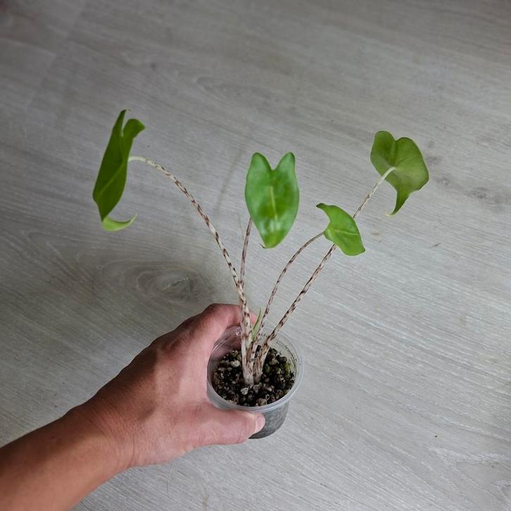 Alocasia Zebrina 2 stekjes, Huis en Inrichting, Kamerplanten, Overige soorten, Minder dan 100 cm, Groene kamerplant, Halfschaduw