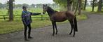 3 jarige Cyklon Texass X Kanshebber te koop, Dieren en Toebehoren, Merrie, Gechipt, Springpony, Zadelmak