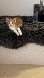 Kittens te koop, Dieren en Toebehoren, Katten en Kittens | Raskatten | Korthaar, Poes