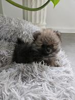 Pomeriaan pups 2 teefjes 2 reutjes. Mogen nest verlaten., Dieren en Toebehoren, Honden | Poolhonden, Keeshonden en Oertypen, 8 tot 15 weken