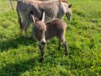 Mini ezel mediterrane miniezel met hengst veulen, Dieren en Toebehoren, Overige Dieren, Meerdere dieren, Voor 1 juli 2024